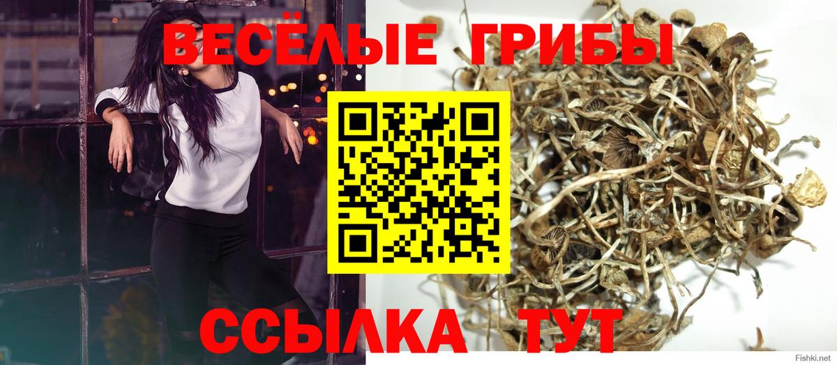 Ухта  Псилоцибиновые грибы прущие грибы  хочу   Вход с VPN 